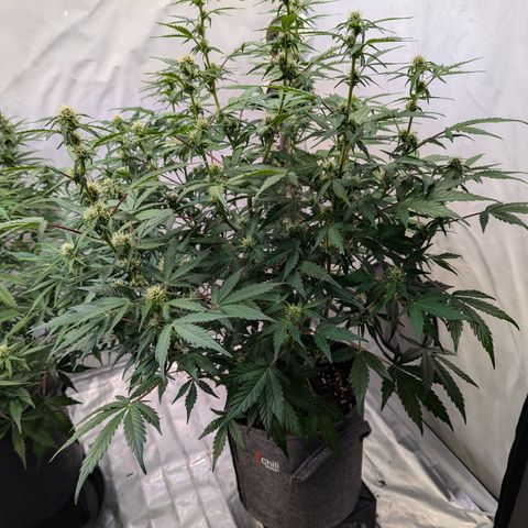 Apple Fritter  #3 growlog timeline photo
