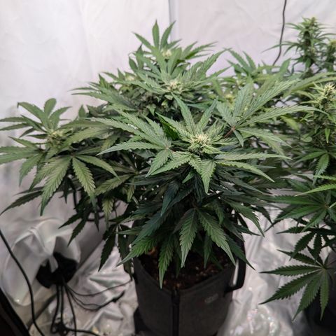 Apple Fritter  #2 growlog timeline photo