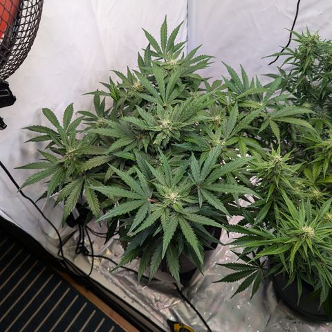 Apple Fritter  #2 growlog timeline photo