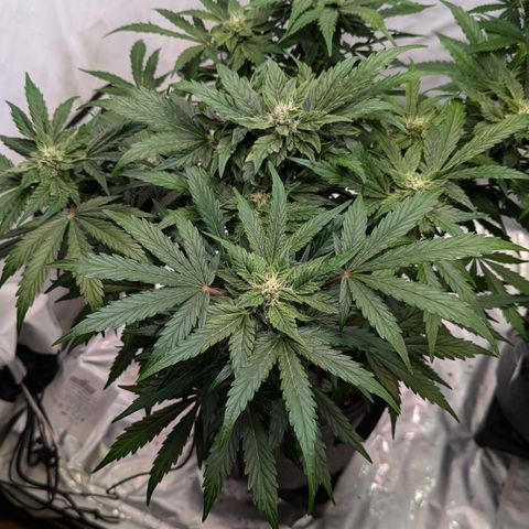 Apple Fritter  #2 growlog timeline photo