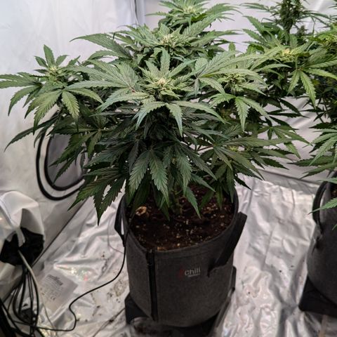 Apple Fritter  #2 growlog timeline photo
