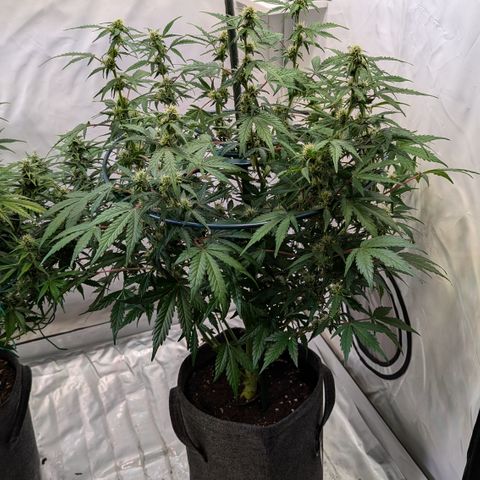 Apple Fritter  #3 growlog timeline photo
