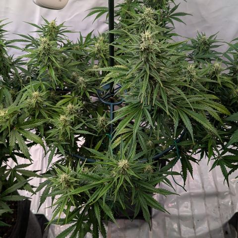 Apple Fritter  #1 growlog timeline photo