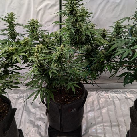 Apple Fritter  #1 growlog timeline photo