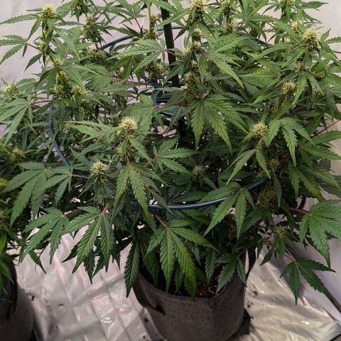 Apple Fritter  #3 growlog timeline photo