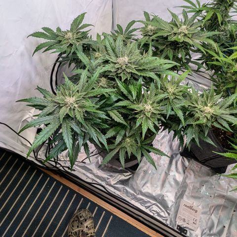 Apple Fritter  #2 growlog timeline photo