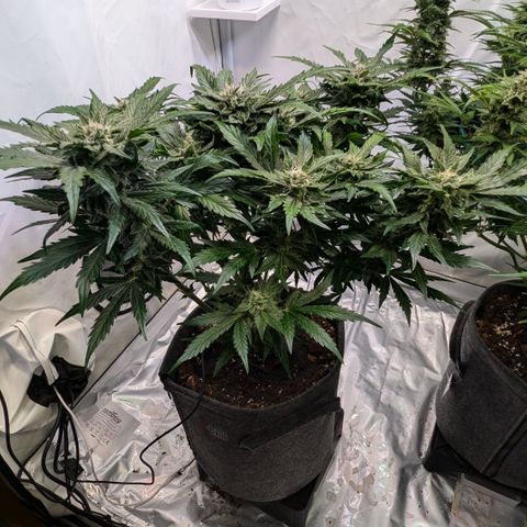Apple Fritter  #2 growlog timeline photo