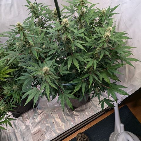 Apple Fritter  #3 growlog timeline photo