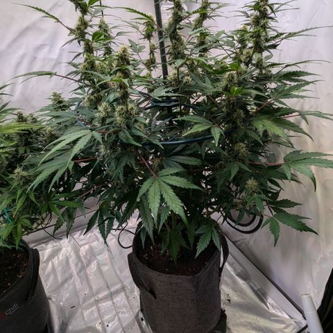 Apple Fritter  #3 growlog timeline photo