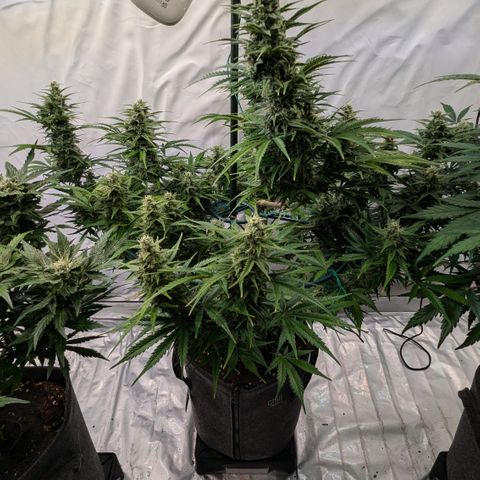 Apple Fritter  #1 growlog timeline photo