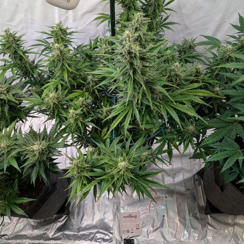Apple Fritter  #1 growlog timeline photo