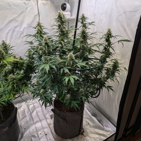 Apple Fritter  #3 growlog timeline photo