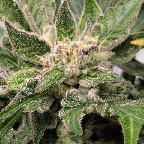 Apple Fritter  #2 growlog timeline photo