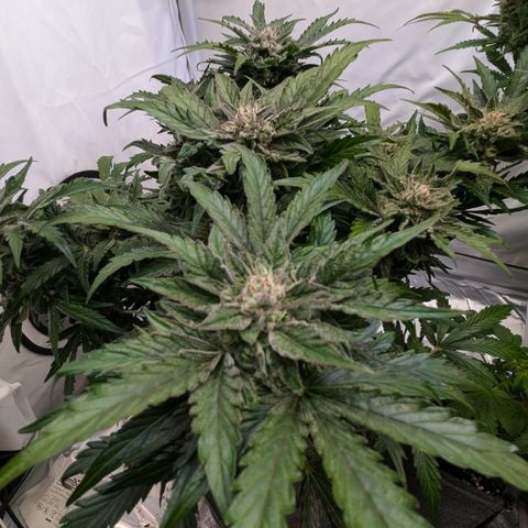 Apple Fritter  #2 growlog timeline photo