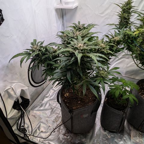 Apple Fritter  #2 growlog timeline photo