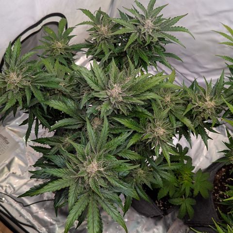 Apple Fritter  #2 growlog timeline photo