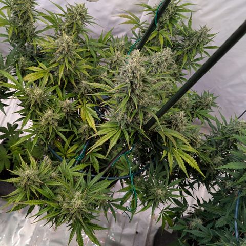 Apple Fritter  #1 growlog timeline photo