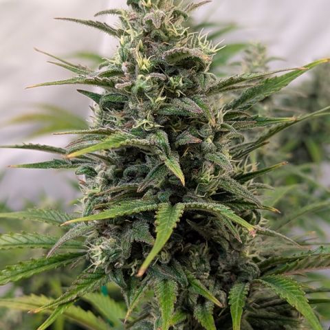 Apple Fritter  #1 growlog timeline photo