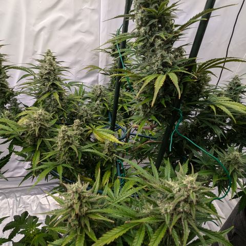 Apple Fritter  #1 growlog timeline photo