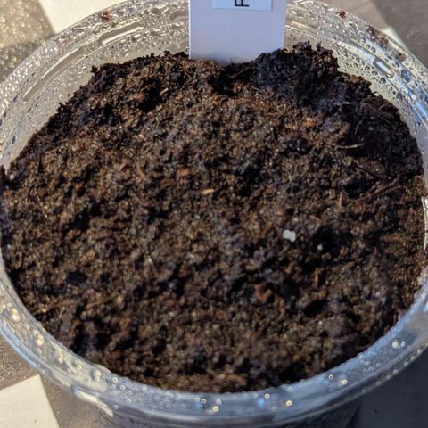 Royal Creamatic  growlog timeline photo