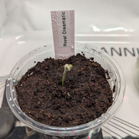Royal Creamatic  growlog timeline photo
