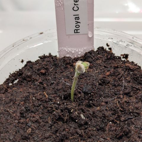 Royal Creamatic  growlog timeline photo