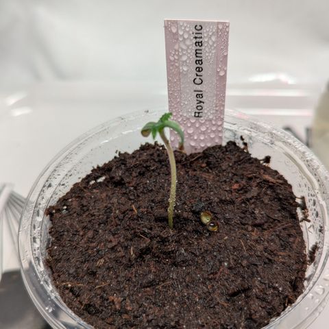 Royal Creamatic  growlog timeline photo