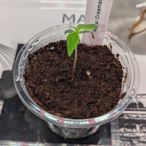 Royal Creamatic  growlog timeline photo