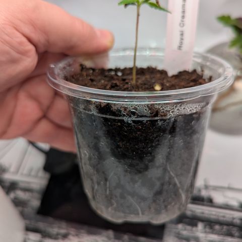 Royal Creamatic  growlog timeline photo