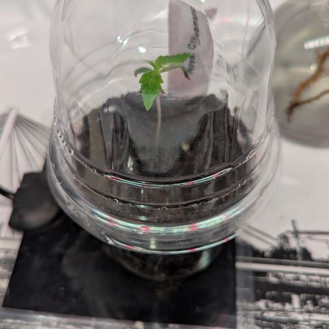 Royal Creamatic  growlog timeline photo