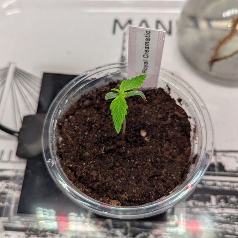 Royal Creamatic  growlog timeline photo