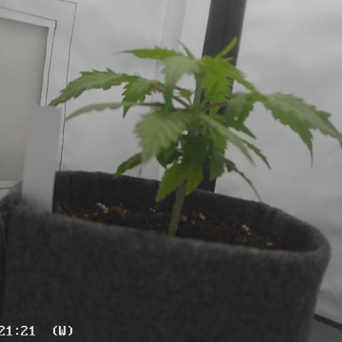 Royal Creamatic  growlog timeline photo