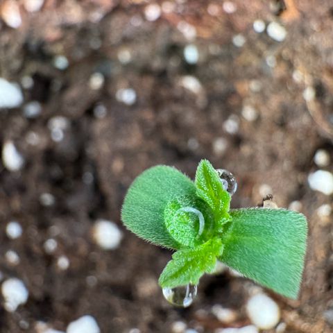 Princess Two growlog timeline photo
