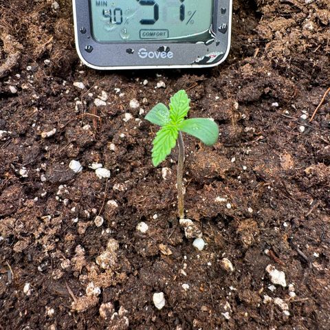 Princess Two growlog timeline photo