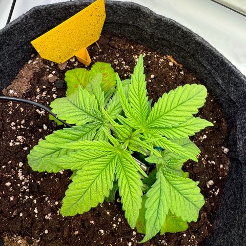 Princess Two growlog photo: Entlaubung nach calmag
