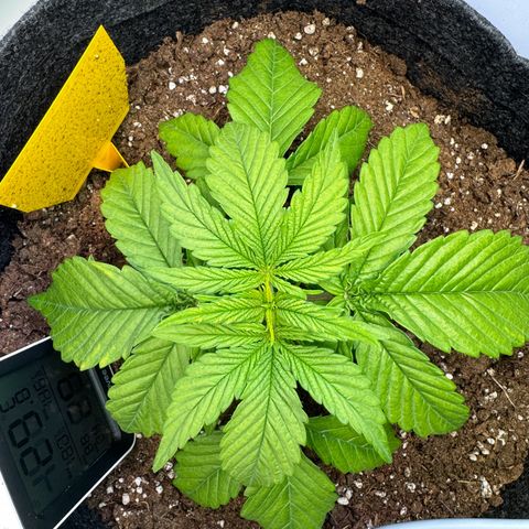 Princess Two growlog timeline photo