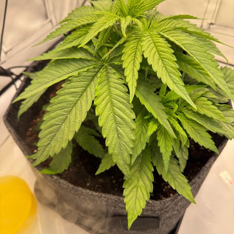 Princess Two growlog timeline photo