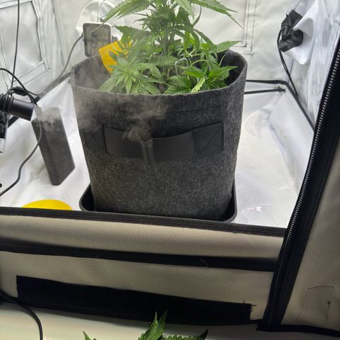 Princess Two growlog timeline photo