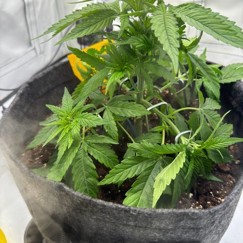 Princess Two growlog timeline photo