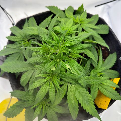 Princess Two growlog timeline photo