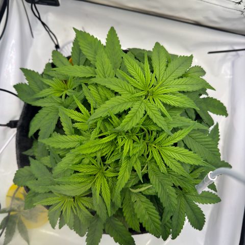 Princess Two growlog timeline photo
