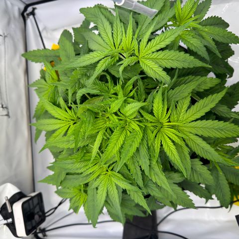 Princess Two growlog timeline photo