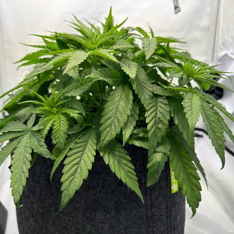 Princess Two growlog timeline photo