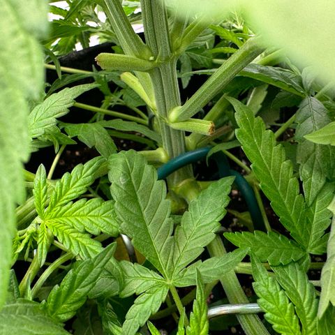 Princess Two growlog timeline photo