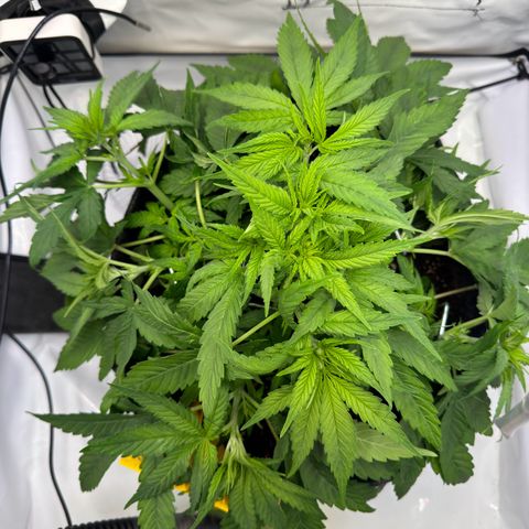 Princess Two growlog timeline photo