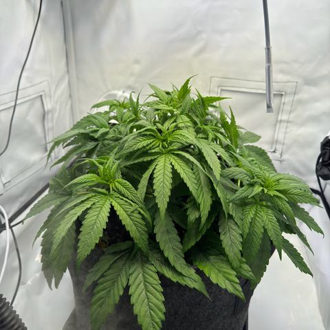 Princess Two growlog timeline photo