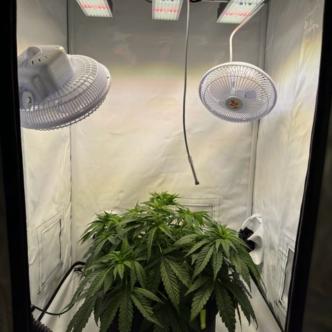 Princess Two growlog timeline photo