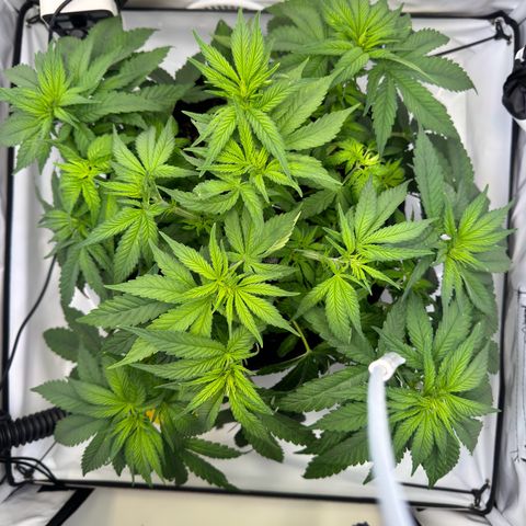 Princess Two growlog timeline photo