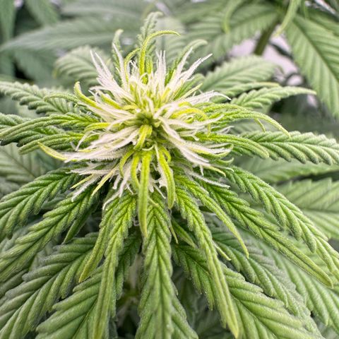 Princess Two growlog timeline photo