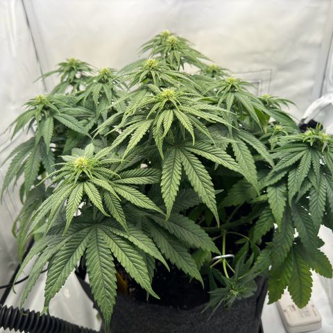 Princess Two growlog timeline photo